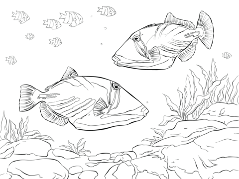 Lagoon Triggerfish Coloring Page